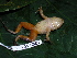  ( - CH 6389)  @13 [ ] CreativeCommons - Attribution Non-Commercial Share-Alike (2010) Copyright César Jaramillo Smithsonian Tropical Research Institute