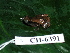  ( - CH 6391)  @11 [ ] CreativeCommons - Attribution Non-Commercial Share-Alike (2010) Copyright César Jaramillo Smithsonian Tropical Research Institute