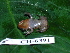  ( - CH 6391)  @11 [ ] CreativeCommons - Attribution Non-Commercial Share-Alike (2010) Copyright César Jaramillo Smithsonian Tropical Research Institute