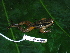  ( - CH 6400)  @14 [ ] CreativeCommons - Attribution Non-Commercial Share-Alike (2010) Copyright César Jaramillo Smithsonian Tropical Research Institute