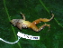  ( - CH 6400)  @13 [ ] CreativeCommons - Attribution Non-Commercial Share-Alike (2010) Copyright César Jaramillo Smithsonian Tropical Research Institute
