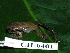  (Craugastor aff. longirostris - CH 6401)  @14 [ ] CreativeCommons - Attribution Non-Commercial Share-Alike (2010) Copyright César Jaramillo Smithsonian Tropical Research Institute