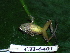  ( - CH 6401)  @13 [ ] CreativeCommons - Attribution Non-Commercial Share-Alike (2010) Copyright César Jaramillo Smithsonian Tropical Research Institute