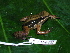  ( - CH 6402)  @11 [ ] CreativeCommons - Attribution Non-Commercial Share-Alike (2010) Copyright César Jaramillo Smithsonian Tropical Research Institute