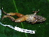  ( - CH 6402)  @11 [ ] CreativeCommons - Attribution Non-Commercial Share-Alike (2010) Copyright César Jaramillo Smithsonian Tropical Research Institute