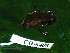  ( - CH 6403)  @11 [ ] CreativeCommons - Attribution Non-Commercial Share-Alike (2010) Copyright César Jaramillo Smithsonian Tropical Research Institute