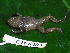  ( - CH 6403)  @11 [ ] CreativeCommons - Attribution Non-Commercial Share-Alike (2010) Copyright César Jaramillo Smithsonian Tropical Research Institute