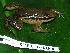  ( - CH 6404)  @13 [ ] CreativeCommons - Attribution Non-Commercial Share-Alike (2010) Copyright César Jaramillo Smithsonian Tropical Research Institute