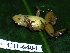  ( - CH 6404)  @12 [ ] CreativeCommons - Attribution Non-Commercial Share-Alike (2010) Copyright César Jaramillo Smithsonian Tropical Research Institute