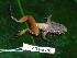 ( - CH 6405)  @13 [ ] CreativeCommons - Attribution Non-Commercial Share-Alike (2010) Copyright César Jaramillo Smithsonian Tropical Research Institute