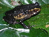 ( - CH 6407)  @14 [ ] CreativeCommons - Attribution Non-Commercial Share-Alike (2010) Copyright César Jaramillo Smithsonian Tropical Research Institute