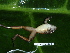  ( - CH 6409)  @13 [ ] CreativeCommons - Attribution Non-Commercial Share-Alike (2010) Copyright César Jaramillo Smithsonian Tropical Research Institute