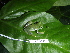  ( - CH 6418)  @13 [ ] CreativeCommons - Attribution Non-Commercial Share-Alike (2010) Copyright César Jaramillo Smithsonian Tropical Research Institute