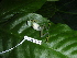  ( - CH 6418)  @13 [ ] CreativeCommons - Attribution Non-Commercial Share-Alike (2010) Copyright César Jaramillo Smithsonian Tropical Research Institute