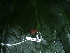  ( - CH 6420)  @11 [ ] CreativeCommons - Attribution Non-Commercial Share-Alike (2010) Copyright César Jaramillo Smithsonian Tropical Research Institute