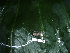  ( - CH 6420)  @11 [ ] CreativeCommons - Attribution Non-Commercial Share-Alike (2010) Copyright César Jaramillo Smithsonian Tropical Research Institute