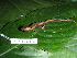  (Bolitoglossa sp - CH 6422)  @11 [ ] CreativeCommons - Attribution Non-Commercial Share-Alike (2010) Copyright César Jaramillo Smithsonian Tropical Research Institute