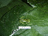 ( - CH 6424)  @13 [ ] CreativeCommons - Attribution Non-Commercial Share-Alike (2010) Copyright César Jaramillo Smithsonian Tropical Research Institute