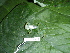  ( - CH 6424)  @13 [ ] CreativeCommons - Attribution Non-Commercial Share-Alike (2010) Copyright César Jaramillo Smithsonian Tropical Research Institute