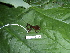  (Diasporus sp - CH 6425)  @13 [ ] CreativeCommons - Attribution Non-Commercial Share-Alike (2010) Copyright César Jaramillo Smithsonian Tropical Research Institute