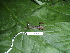  ( - CH 6425)  @13 [ ] CreativeCommons - Attribution Non-Commercial Share-Alike (2010) Copyright César Jaramillo Smithsonian Tropical Research Institute
