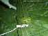  ( - CH 6427)  @13 [ ] CreativeCommons - Attribution Non-Commercial Share-Alike (2010) Copyright César Jaramillo Smithsonian Tropical Research Institute