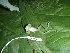  ( - CH 6427)  @13 [ ] CreativeCommons - Attribution Non-Commercial Share-Alike (2010) Copyright César Jaramillo Smithsonian Tropical Research Institute