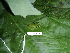  ( - CH 6430)  @13 [ ] CreativeCommons - Attribution Non-Commercial Share-Alike (2010) Copyright César Jaramillo Smithsonian Tropical Research Institute