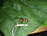  ( - CH 6431)  @12 [ ] CreativeCommons - Attribution Non-Commercial Share-Alike (2010) Copyright César Jaramillo Smithsonian Tropical Research Institute