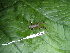 ( - CH 6431)  @12 [ ] CreativeCommons - Attribution Non-Commercial Share-Alike (2010) Copyright César Jaramillo Smithsonian Tropical Research Institute