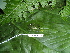  ( - CH 6435)  @13 [ ] CreativeCommons - Attribution Non-Commercial Share-Alike (2010) Copyright César Jaramillo Smithsonian Tropical Research Institute