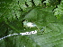  ( - CH 6435)  @13 [ ] CreativeCommons - Attribution Non-Commercial Share-Alike (2010) Copyright César Jaramillo Smithsonian Tropical Research Institute