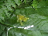  ( - CH 6437)  @14 [ ] CreativeCommons - Attribution Non-Commercial Share-Alike (2010) Copyright César Jaramillo Smithsonian Tropical Research Institute