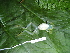  ( - CH 6437)  @12 [ ] CreativeCommons - Attribution Non-Commercial Share-Alike (2010) Copyright César Jaramillo Smithsonian Tropical Research Institute