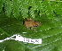  ( - CH 6439)  @12 [ ] CreativeCommons - Attribution Non-Commercial Share-Alike (2010) Copyright César Jaramillo Smithsonian Tropical Research Institute