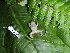  ( - CH 6439)  @12 [ ] CreativeCommons - Attribution Non-Commercial Share-Alike (2010) Copyright César Jaramillo Smithsonian Tropical Research Institute