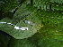  ( - CH 6441)  @13 [ ] CreativeCommons - Attribution Non-Commercial Share-Alike (2010) Copyright César Jaramillo Smithsonian Tropical Research Institute