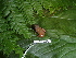  ( - CH 6442)  @11 [ ] CreativeCommons - Attribution Non-Commercial Share-Alike (2010) Copyright César Jaramillo Smithsonian Tropical Research Institute