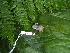  ( - CH 6442)  @11 [ ] CreativeCommons - Attribution Non-Commercial Share-Alike (2010) Copyright César Jaramillo Smithsonian Tropical Research Institute