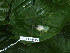  ( - CH 6445)  @13 [ ] CreativeCommons - Attribution Non-Commercial Share-Alike (2010) Copyright César Jaramillo Smithsonian Tropical Research Institute