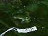  ( - CH 6451)  @13 [ ] CreativeCommons - Attribution Non-Commercial Share-Alike (2010) Copyright César Jaramillo Smithsonian Tropical Research Institute