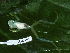  ( - CH 6451)  @13 [ ] CreativeCommons - Attribution Non-Commercial Share-Alike (2010) Copyright César Jaramillo Smithsonian Tropical Research Institute