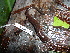 (Bolitoglossa taylori - CH 6452)  @13 [ ] CreativeCommons - Attribution Non-Commercial Share-Alike (2010) Copyright César Jaramillo Smithsonian Tropical Research Institute
