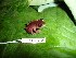  ( - CH 6454)  @14 [ ] CreativeCommons - Attribution Non-Commercial Share-Alike (2010) Copyright César Jaramillo Smithsonian Tropical Research Institute
