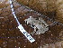  (Craugastor gollmeri - CH 6665)  @14 [ ] CreativeCommons - Attribution Non-Commercial Share-Alike (2010) Copyright César Jaramillo Smithsonian Tropical Research Institute