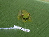  ( - CH 6669)  @14 [ ] CreativeCommons - Attribution Non-Commercial Share-Alike (2010) Copyright César Jaramillo Smithsonian Tropical Research Institute