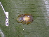  ( - CH 6669)  @13 [ ] CreativeCommons - Attribution Non-Commercial Share-Alike (2010) Copyright César Jaramillo Smithsonian Tropical Research Institute