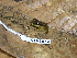  (Craugastor talamancae - CH 6672)  @14 [ ] CreativeCommons - Attribution Non-Commercial Share-Alike (2010) Copyright César Jaramillo Smithsonian Tropical Research Institute
