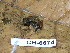  (Diasporus quidditus - CH 6674)  @14 [ ] CreativeCommons - Attribution Non-Commercial Share-Alike (2010) Copyright César Jaramillo Smithsonian Tropical Research Institute