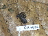  ( - CH 6674)  @13 [ ] CreativeCommons - Attribution Non-Commercial Share-Alike (2010) Copyright César Jaramillo Smithsonian Tropical Research Institute
